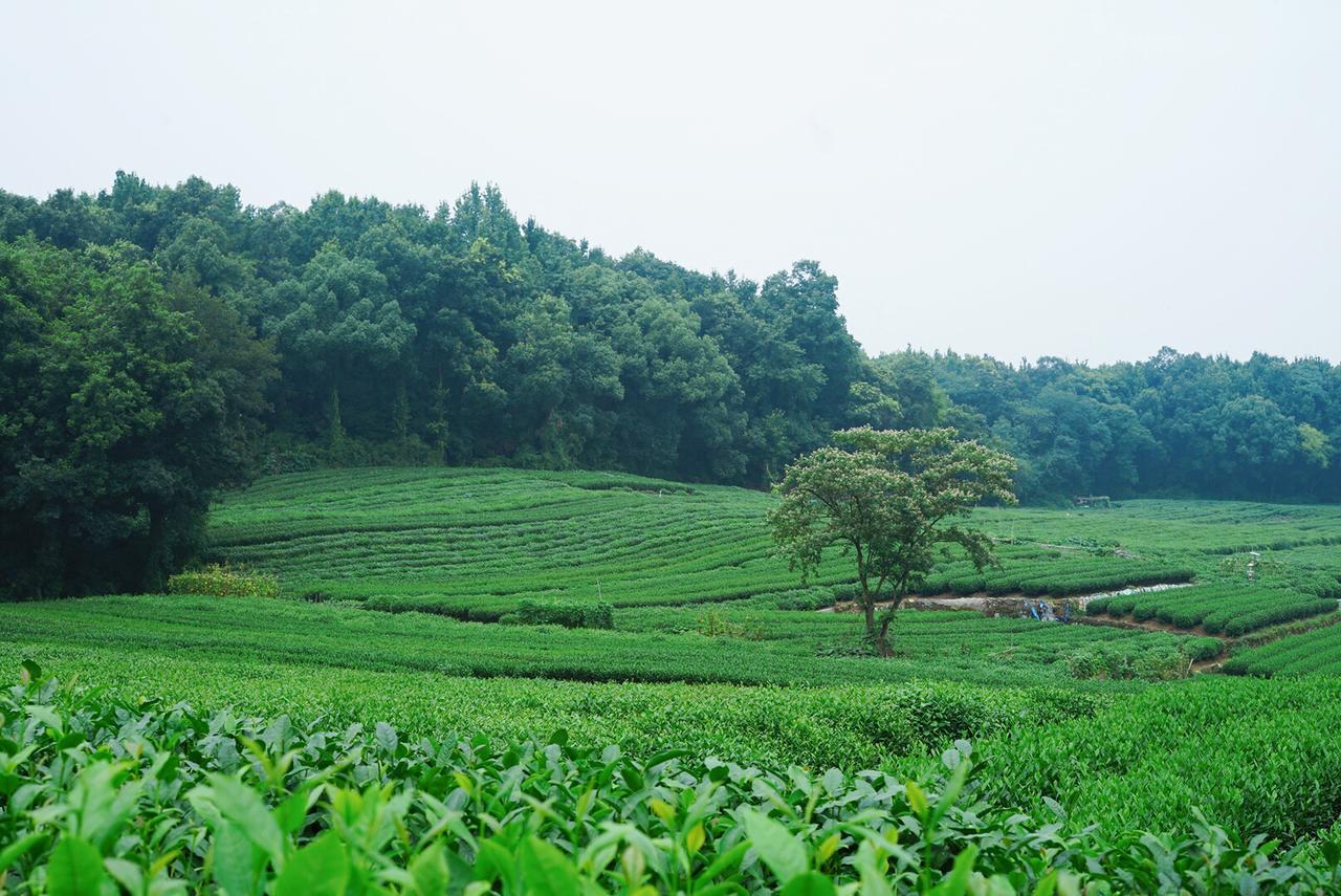 The Mountain Otel Hangzhou Dış mekan fotoğraf